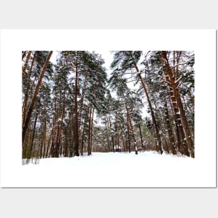 View at the Striginsky Bor Forest Park in Nizhny Novgorod with pine trees, snow, building Posters and Art